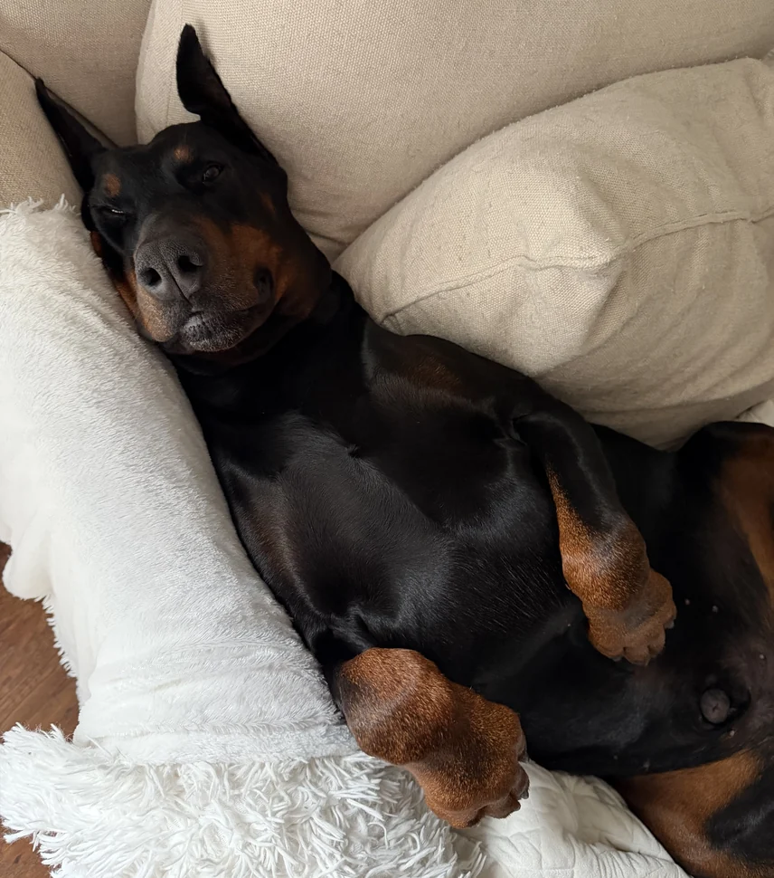 Axl flopped on his back in a pile of pillows